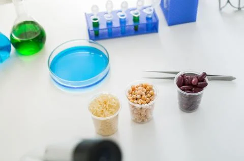 Corn subject to selection in Microbiological laboratory. Stock Photos