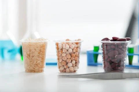 Corn subject to selection in Microbiological laboratory. Stock Photos