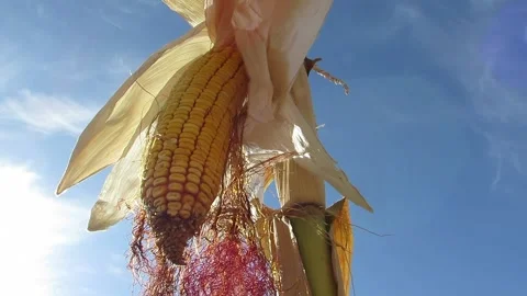 Corn in the sun blue sky Stock Footage 139104268