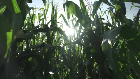 Corn - sun - field Stock Footage 123782633