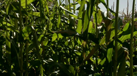 Corn to sun flare Stock Footage 875141