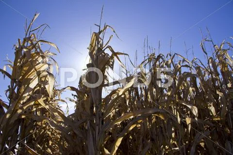 Corn in sun Stock Photos