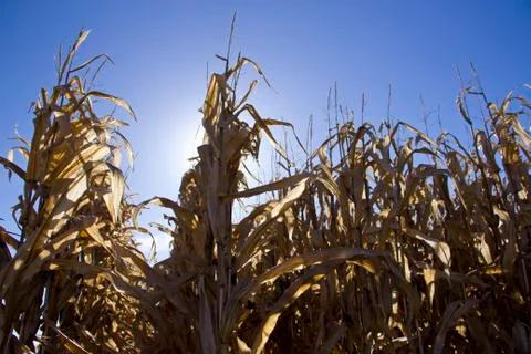 Corn in sun Stock Photos