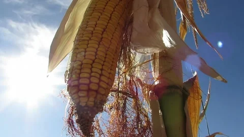 Corn in the sun shakes the wind Stock Footage 139103918