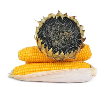 Corn with sunflower Stock Photos