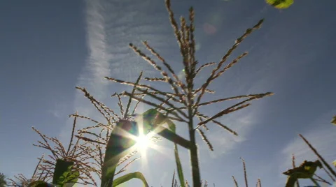 Corn with sunlight streaming Stock Footage 875166