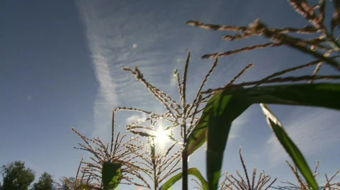 Corn with sunlight streaming Stock Footage 875175