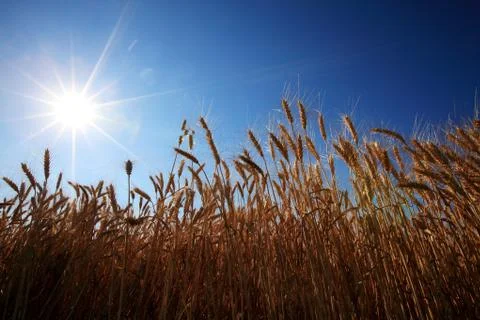 Corn in sunny Stock Photos