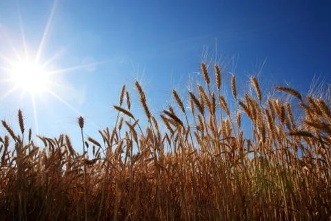 Corn in sunny Stock Photos