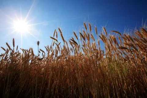 Corn in sunny Stock Photos