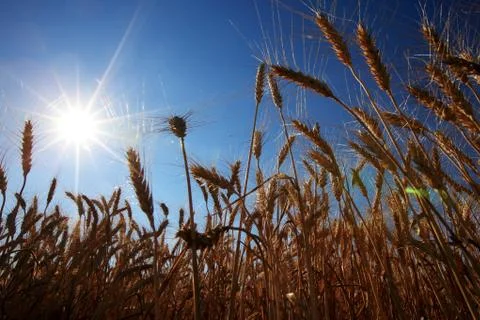 Corn in sunny Stock Photos