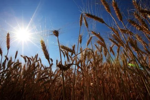 Corn in sunny Stock Photos