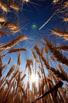 Corn in sunny Stock Photos