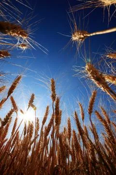 Corn in sunny Stock Photos