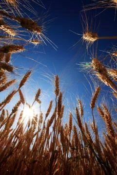 Corn in sunny Stock Photos