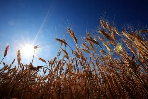 Corn in sunny Stock Photos