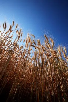 Corn in sunny Stock Photos
