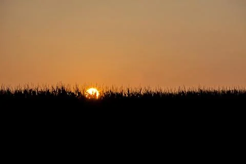Corn sunset Stock Photos