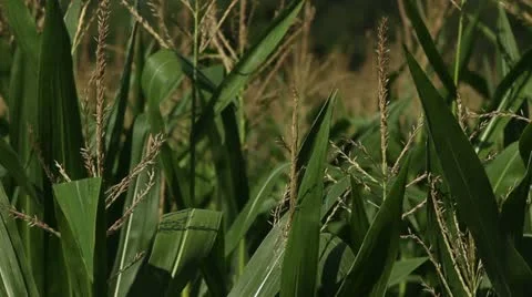 Corn Swaying in Field CU Stock-Footage 12042468