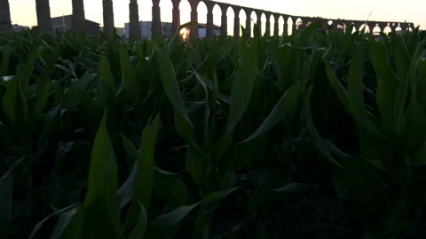Corn swaying in wind in slow motion with aqueduct behind at sunset Stock Footage 132193371