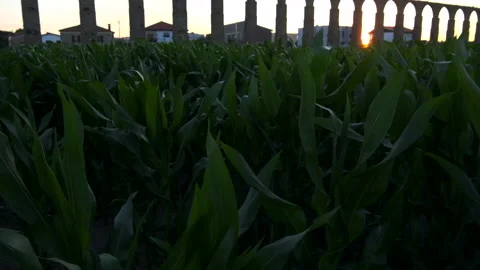 Corn swaying in wind in slow motion, aqueduct in background at sunset, pan right Stock Footage 132194281