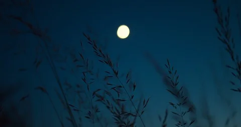 Corn sways in the wind with the moon in the background Vídeo Stock 121445226