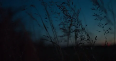 Corn sways in the wind with the moon in the background Vídeo Stock 121445307