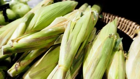 Corn sweet in the basket. Stock Photos