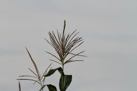 Corn Tassel Stock Photos