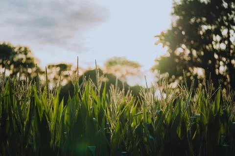 Corn Tassels During Sunset Stock Photos