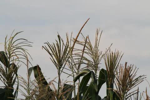 Corn tassels Stock Photos