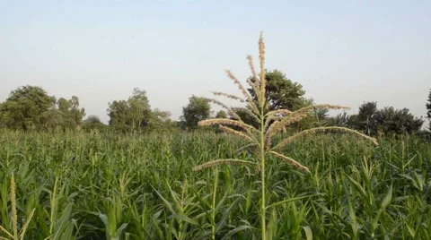 Corn tassels swinging in the wind Stock Footage 60954533