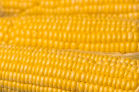 Corn texture background, fresh organic corn Stock Photos