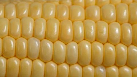 Corn texture background Stock Photos