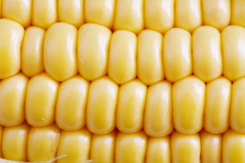 Corn Texture Background Stock Photos