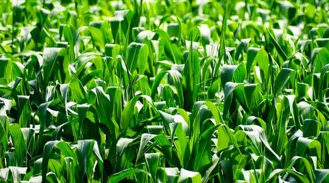 Corn texture of green leaves close-up. Abstract natural pattern, background Stock Photos