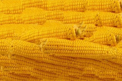 Corn texture Stock Photos