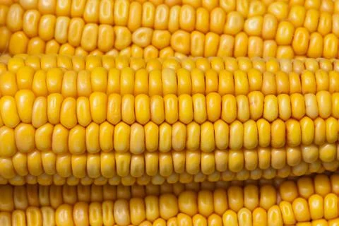Corn texture Stock Photos
