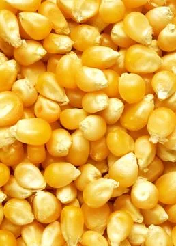Corn texture Stock Photos