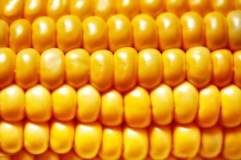 Corn texture. Yellow corns as background. Selective focus. Horizontal. Foto stock