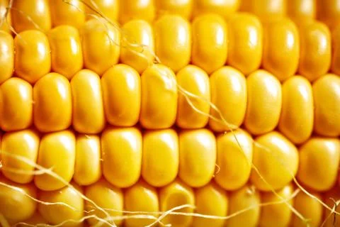 Corn texture. Yellow corns as background. Selective focus. Horizontal. Foto stock