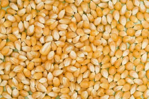 Corn texture. Yellow corns as background. Maize grains texture, harvested cor Stock Photos
