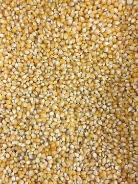 Corn texture. Yellow corns as background. Stock Photos