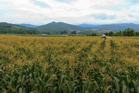 Corn is the third most important crop in the world1 Stock Photos