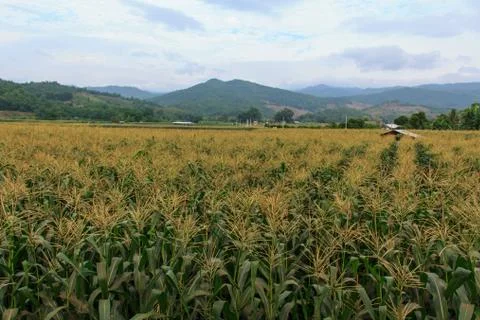Corn is the third most important crop in the world2 Stock Photos