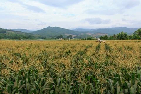 Corn is the third most important crop in the world.2 Stock Photos