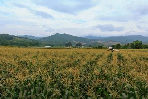 Corn is the third most important crop in the world.3 Stock Photos