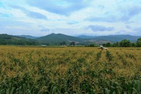 Corn is the third most important crop in the world.4 Stock Photos