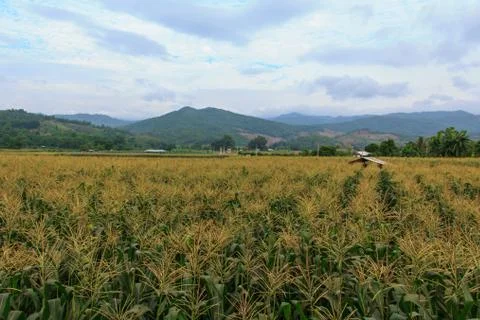 Corn is the third most important crop in the world.5 Stock Photos