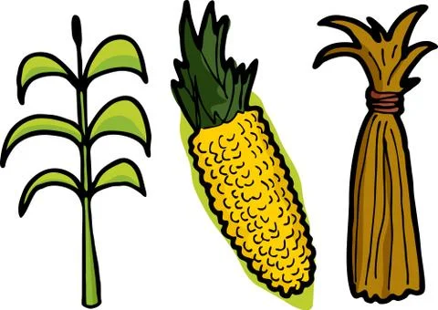 Corn in Three Stages Stockillustratie